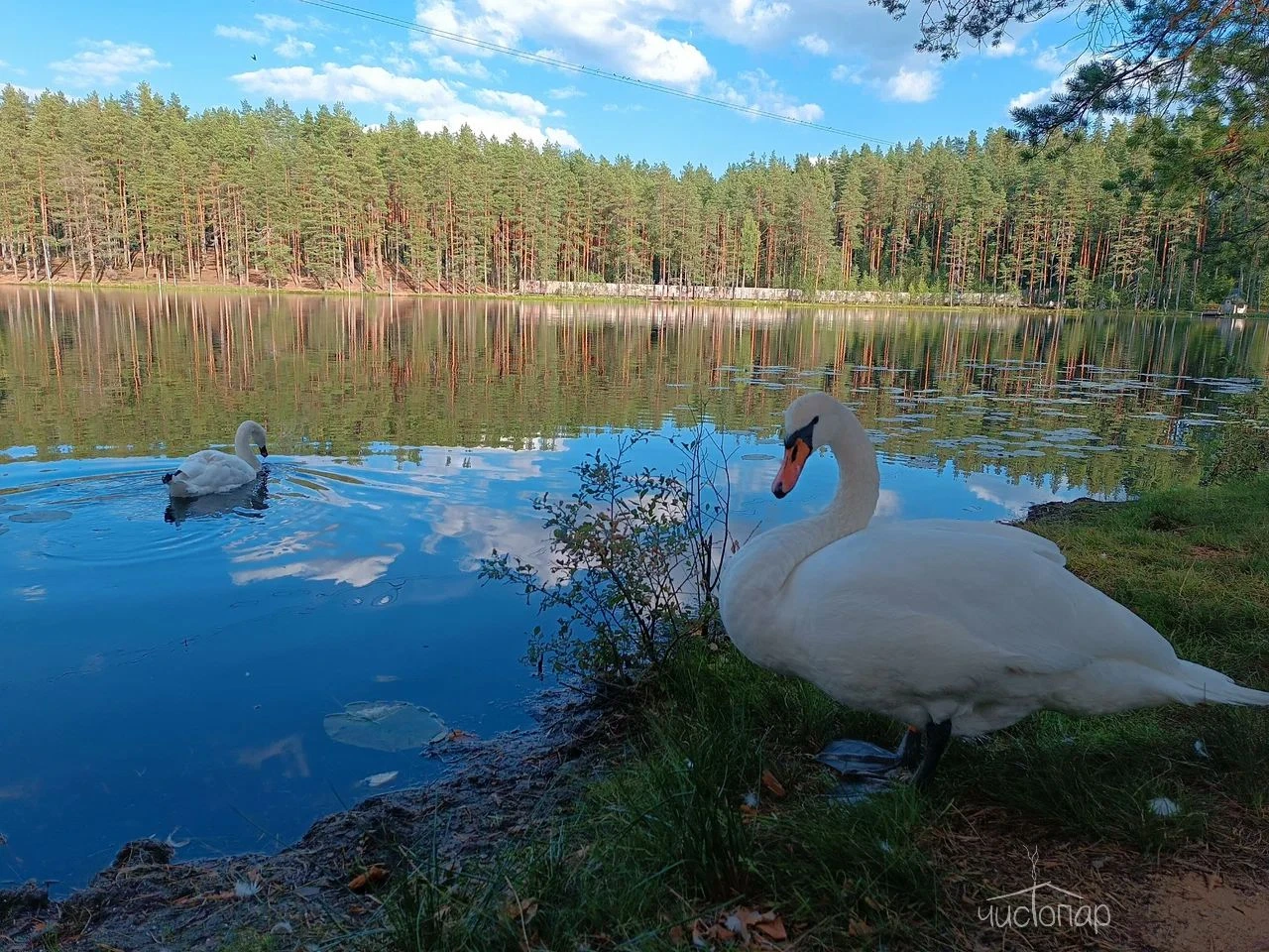 Шишки на Лампушке