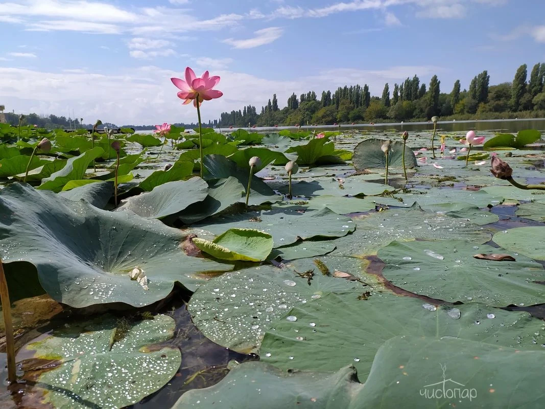 Лотос