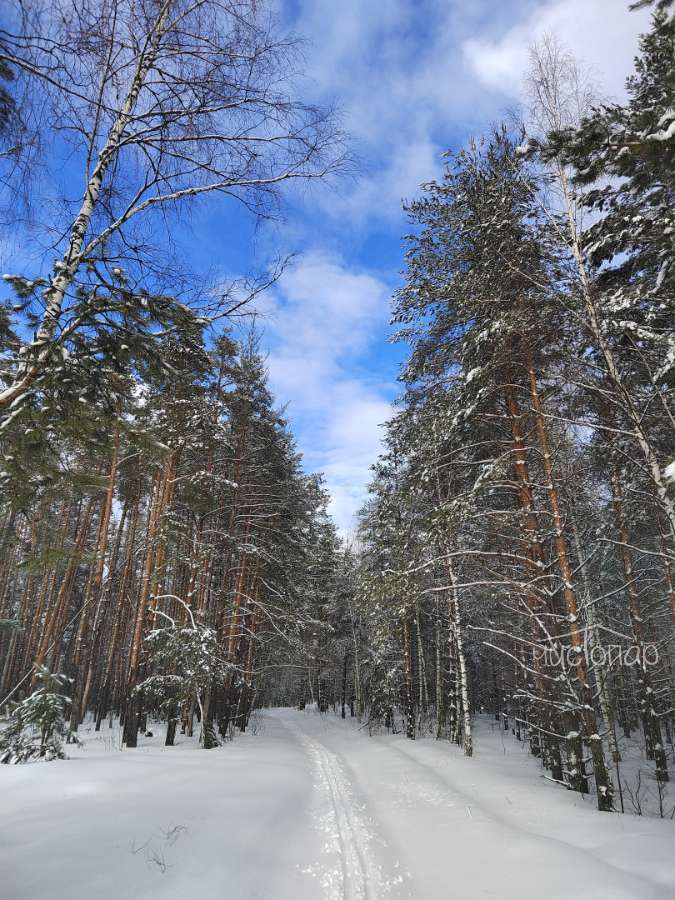 Глэмпинг «Дача в соснах»