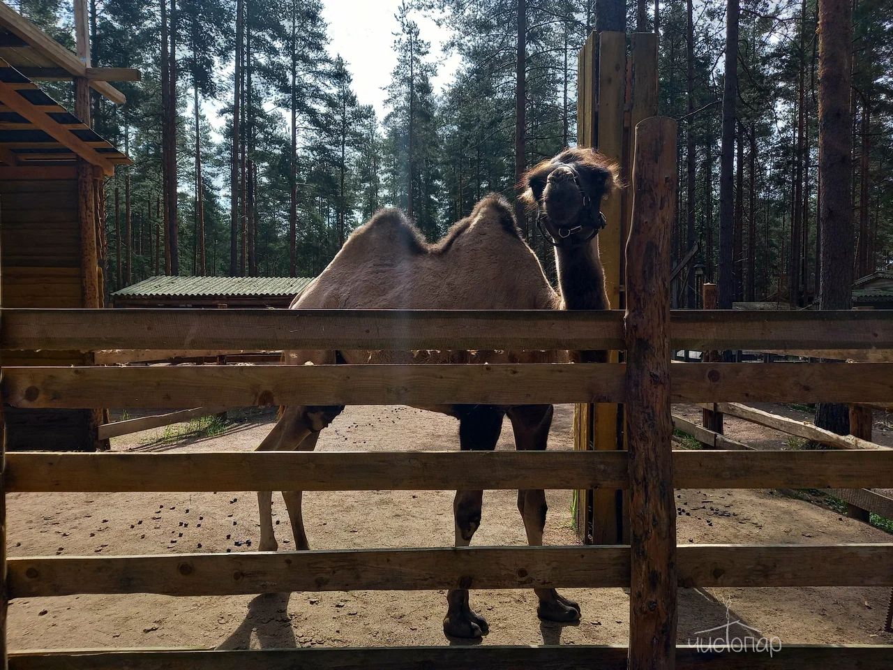 Шишки на Лампушке